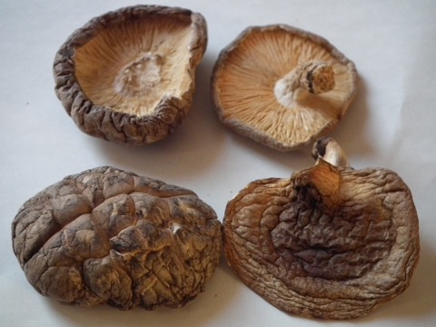 �V�C�^�P�i���F���M�A�E�F�ǂ񂱁j