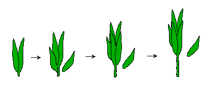 �X�e�����^�X�̐����i�z���}�j