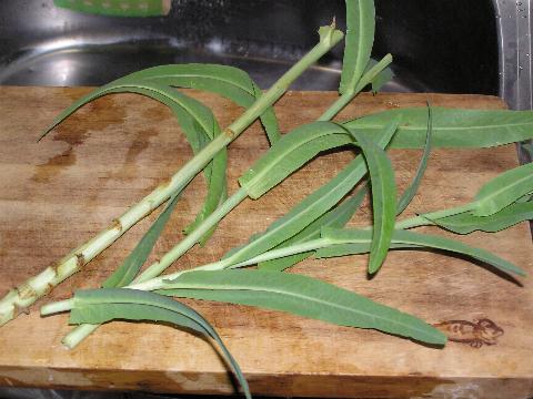 �X�e�����^�X�i���j