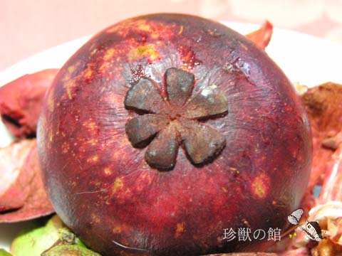 �}���S�X�`��