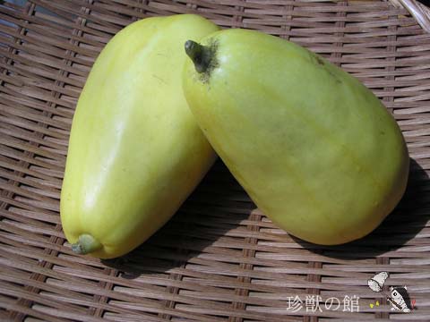 �}�N���E��