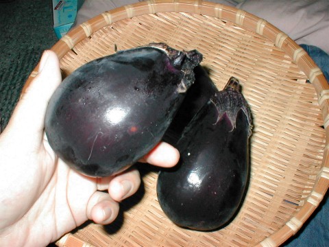 �傫���͂��̂��炢