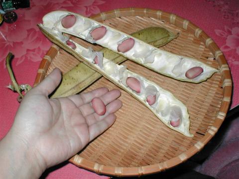 �T���������Ă݂��