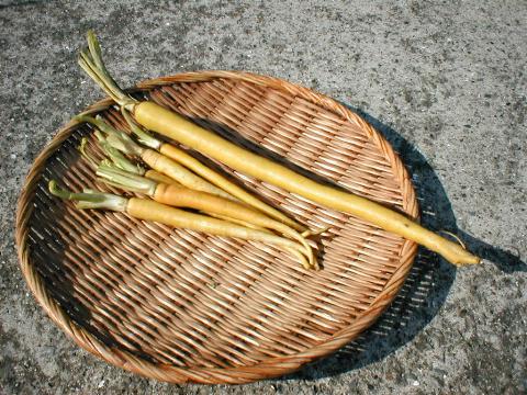 �`�f�[�N�j�i�����؁j