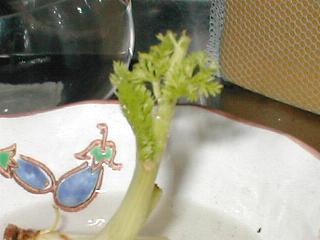 �`�f�[�N�j�̗t