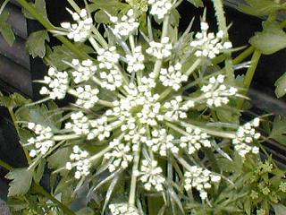 ���j���W���̉�