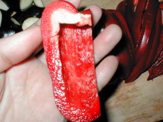 �p�v���J�̐؂��