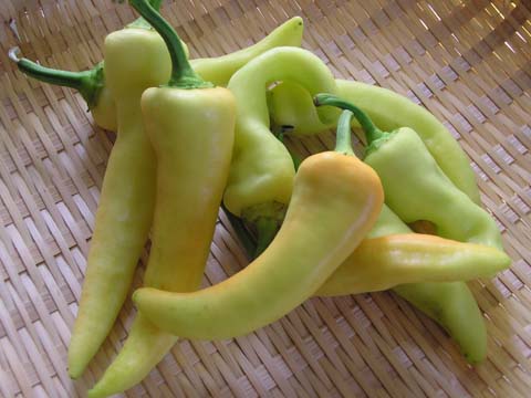 �o�i�i�s�[�}��