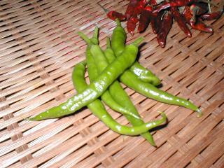 �A�I�g�E�K���V