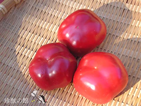 �����A�g�}�g�H