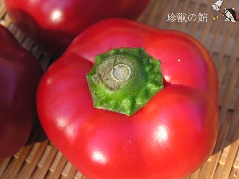 ����A�Ȃ񂩕ς��c