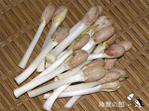 �s�[�i�b�c�X�v���E�g