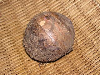 �Z���x�X�̐e��