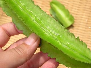 �V�J�N�}���̃T��