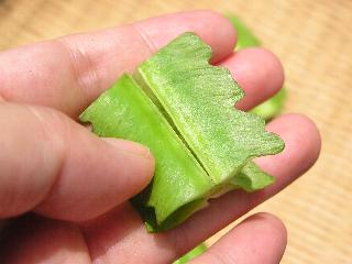 �c�ɐ؂��Ă݂�