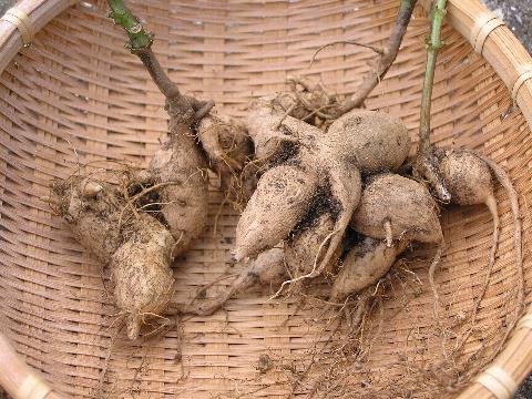 �l�p���̒n���s