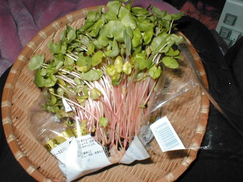 �J���Ă݂܂���