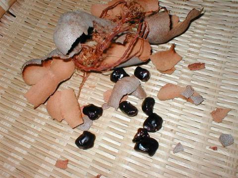 �^�}�����h�̊k�Ǝ�