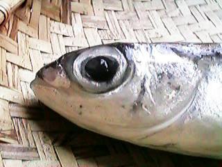 �g�r�E�I�̓�