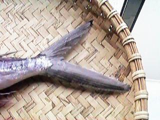 �g�r�E�I�̐K��