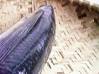 �g�r�E�I�̔w��