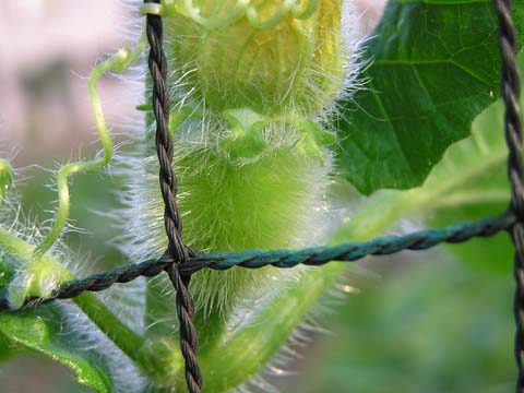 �g�E�K���̎���