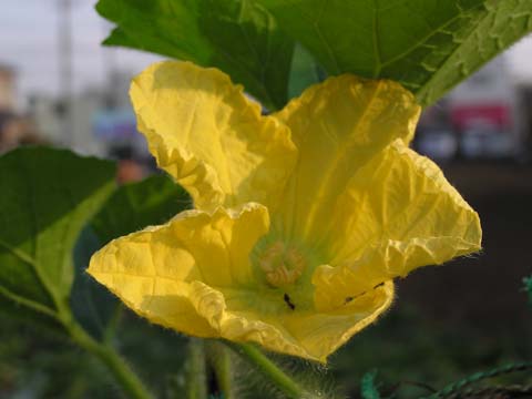 �g�E�K���̉�