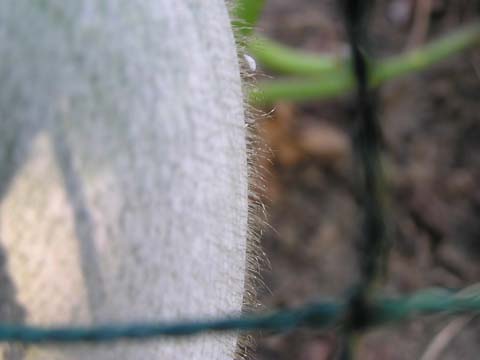 �g�E�K���̕\��