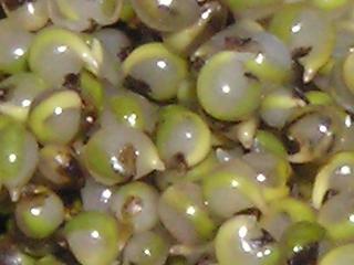 �g���u��