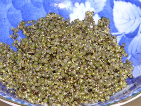 �g���u��