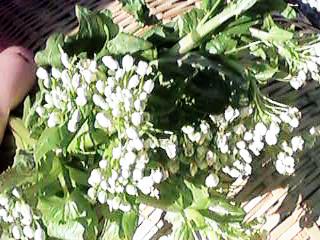 ���T�r�̉�