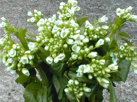 ���T�r�̉�