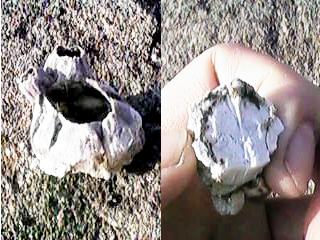 �t�W�c�{�̊k