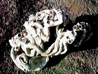 �S�J�C�̑��H