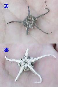 �N���q�g�f�̒���