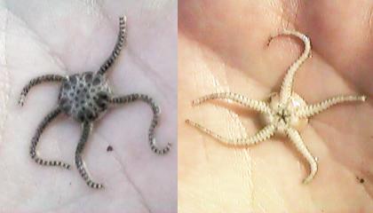 �N���q�g�f�̒��ԁi���j