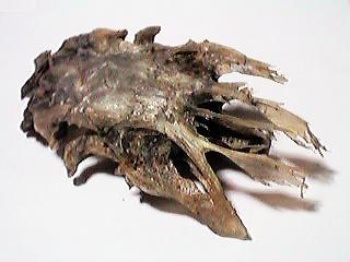 �b�̓����i�\�j