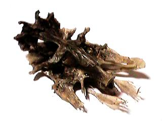 �b�̓����i���j