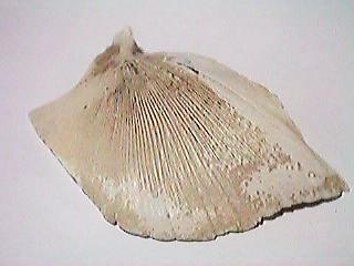 �b�̍��i�\�j