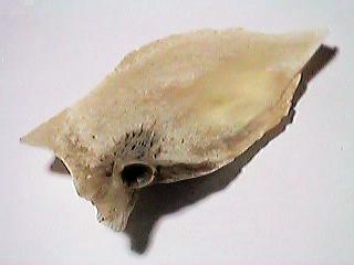 �b�̍��i���j