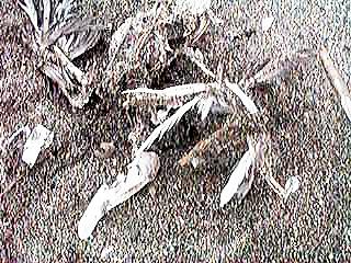 ���̍��i�S�́j