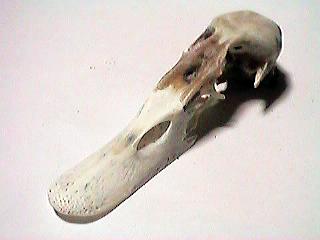 ���̍��i�\�j