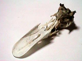 ���̍��i���j