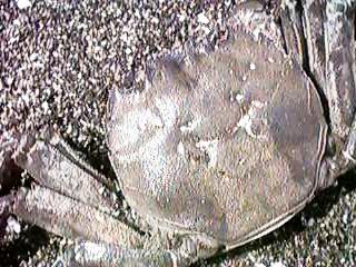 �ł��グ��ꂽ���N�Y�K�j�i�\�j