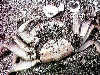 �ł��グ��ꂽ���N�Y�K�j�i���j