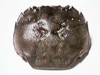 ���N�Y�K�j�H