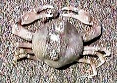 �R�u�V�K�j