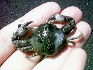 ��̂Ђ�ɃR�u�V�K�j