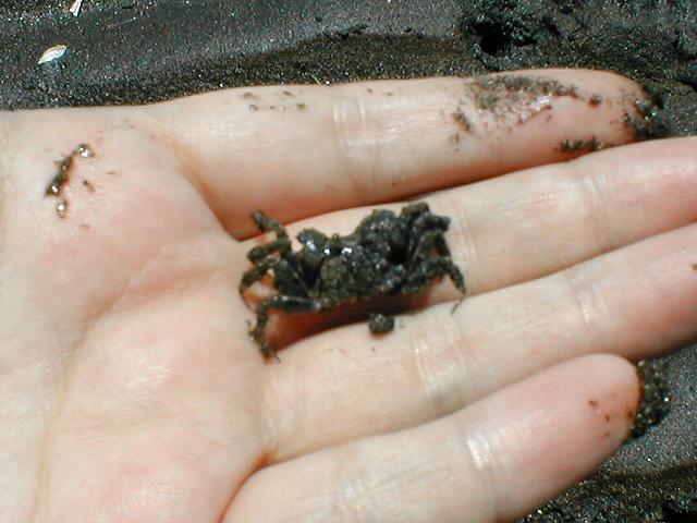 ���܂��Ă݂�