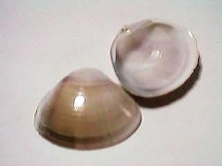 �񖇊L(���̂P)